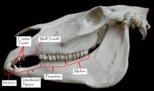 How Many Teeth Does a Horse Have